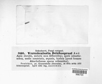 Mycosphaerella tassiana image